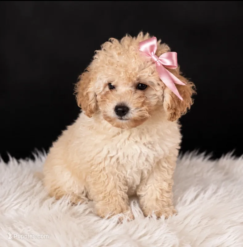 Chloe  – Poodle - Miniature  puppy for sale in Houston, TX