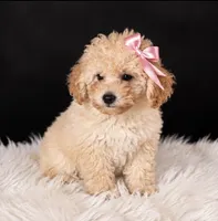 Chloe , a female Poodle - Miniature  for sale in Houston, TX – 1 of 2