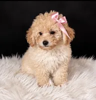 Chloe , a female Poodle - Miniature  for sale in Houston, TX – 2 of 2
