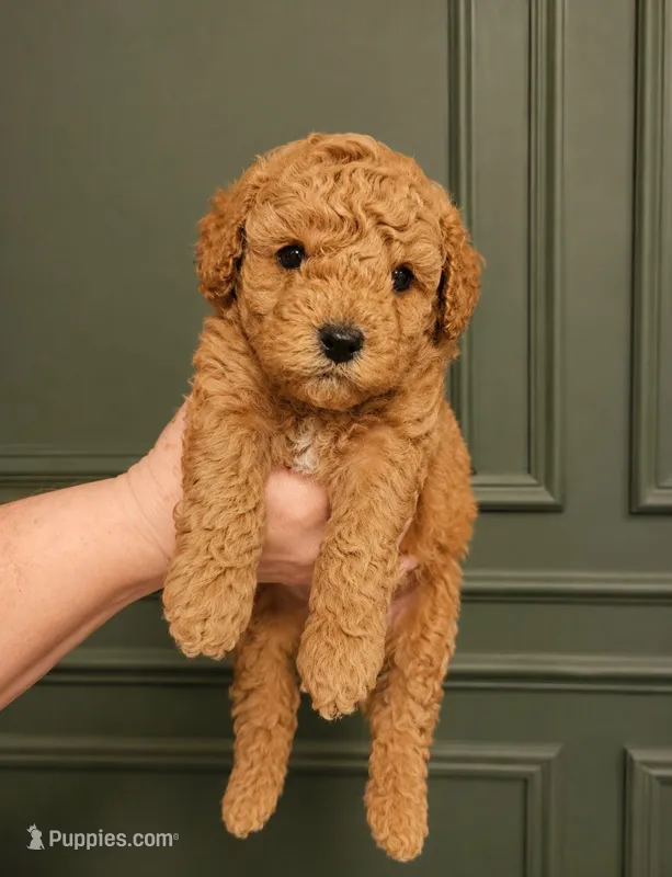 Emma  – Poodle - Toy  puppy for sale in Houston, TX