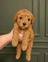 Emma , a female Poodle - Toy  for sale in Houston, TX – 1 of 1