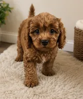 Charlie , a male Cavapoo for sale in Houston, TX – 2 of 3