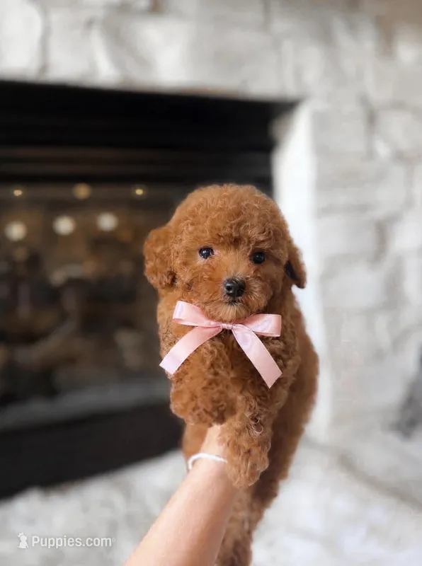 AKC Lily  – Poodle - Toy  puppy for sale in Houston, TX