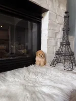 Chloe , a female Poodle - Toy  for sale in Houston, TX – 1 of 5