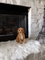 Autumn , a female Cavapoo and Poodle - Toy  for sale in Houston, TX – 2 of 3