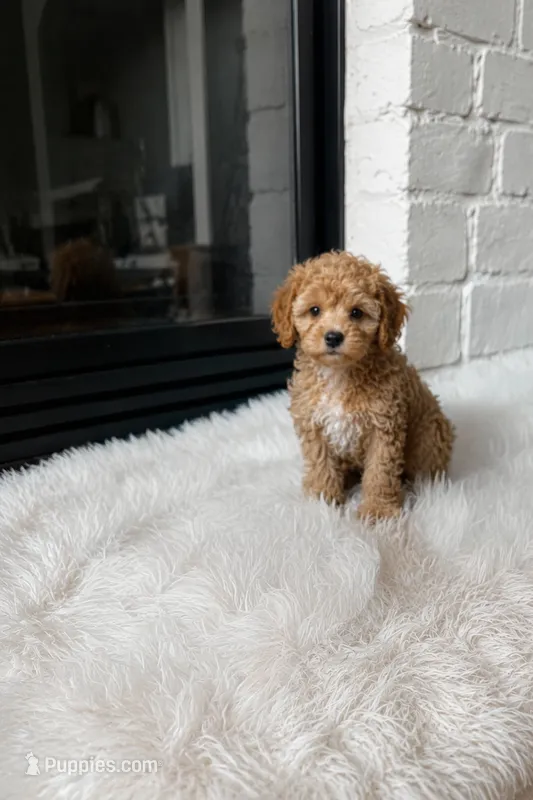 Autumn  – Cavapoo, Poodle - Toy  puppy for sale in Houston, TX