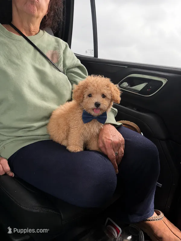 Charlie  – Poodle - Toy  puppy for sale in Houston, TX