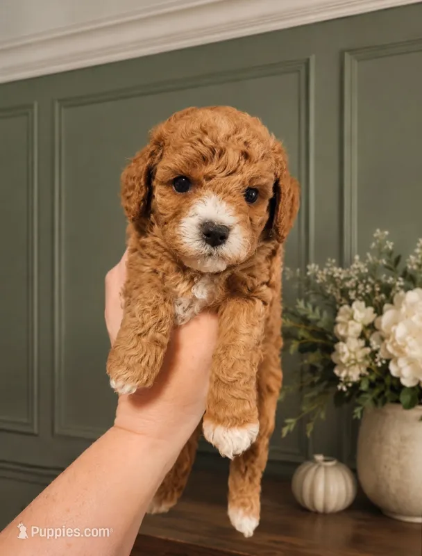 Autumn  – Poodle - Toy  puppy for sale in Houston, TX