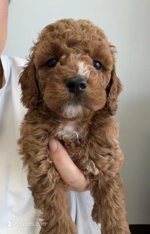 Charlie , a male Cockapoo for sale in Houston, TX – Photo 1 of 1