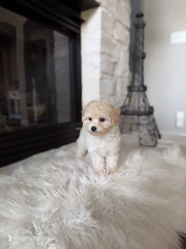 Luna  – Poodle - Toy  puppy for sale in Houston, TX