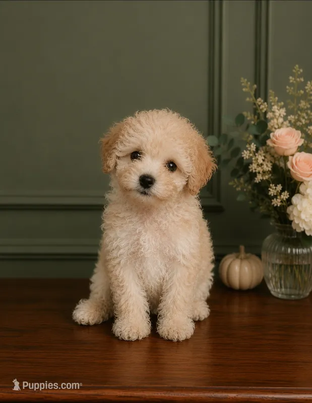 Luna  – Poodle - Toy  puppy for sale in Houston, TX