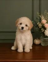 Luna , a female Poodle - Toy  for sale in Houston, TX – 1 of 1