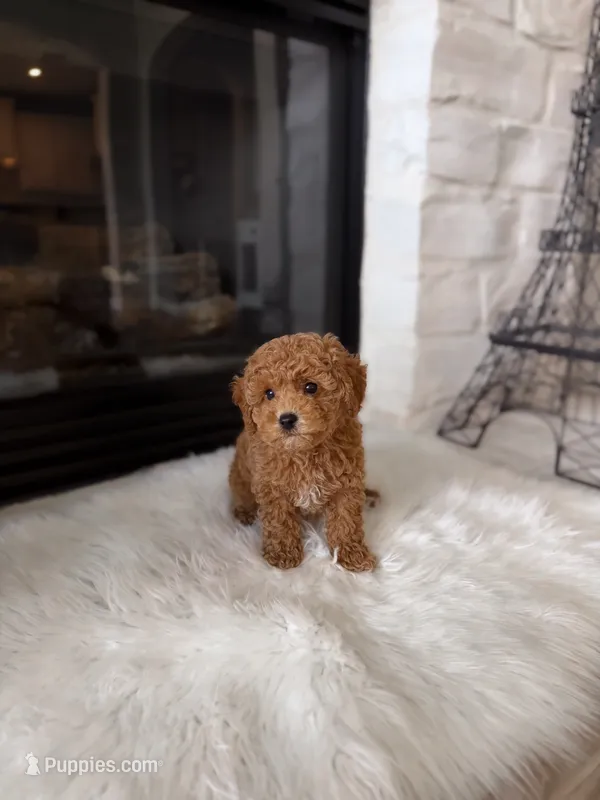 Louie  – Poodle - Toy  puppy for sale in Houston, TX