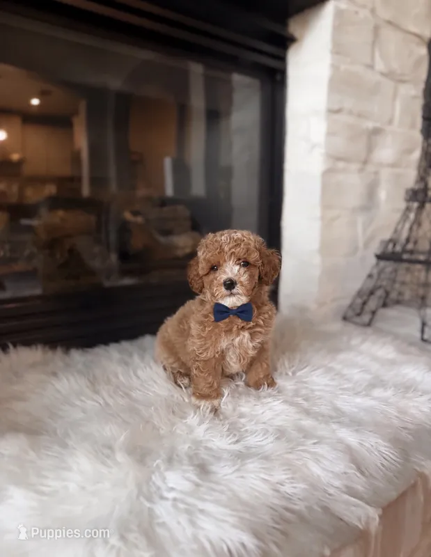 Louie  – Poodle - Toy , Poodle - Miniature  puppy for sale in Houston, TX