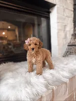 AKC Chloe , a female Poodle - Toy  and Poodle - Miniature  for sale in Houston, TX – 3 of 3