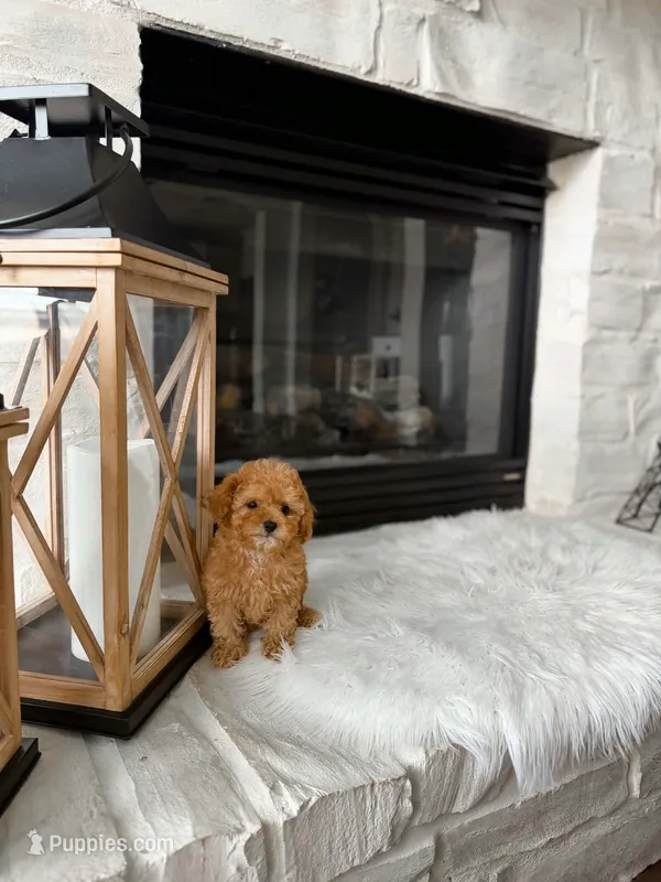 Tiny lily  – Poodle - Toy  puppy for sale in Houston, TX
