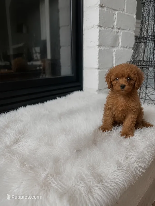 Penny  – Cavapoo, Poodle - Toy  puppy for sale in Houston, TX