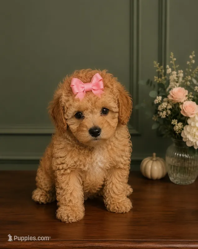 Chloe  – Poodle - Toy  puppy for sale in Houston, TX