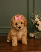 Chloe , a female Poodle - Toy  for sale in Houston, TX – 1 of 1