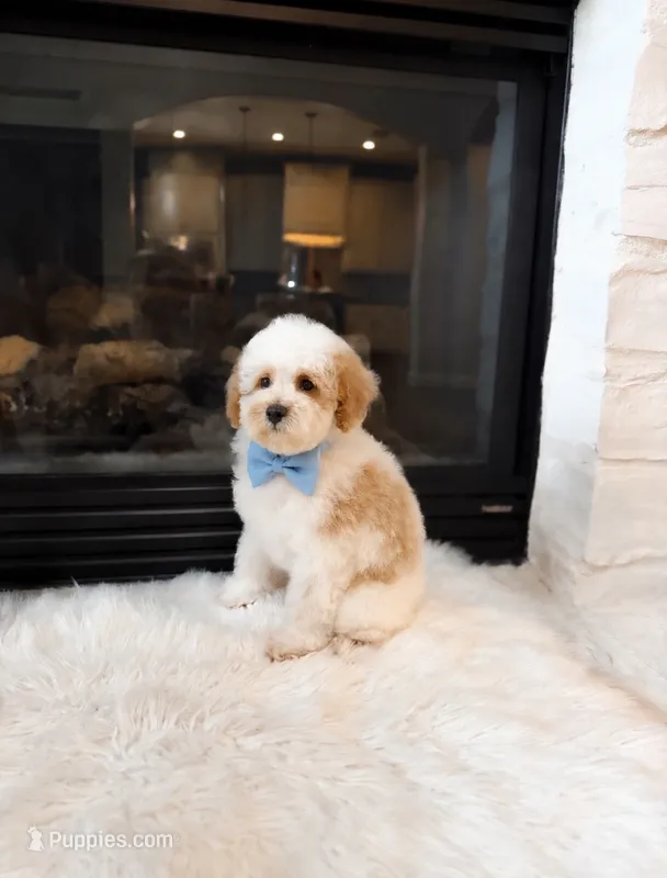 Charlie  – Poodle - Miniature  puppy for sale in Houston, TX