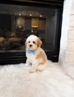 Charlie , a male Poodle - Miniature  for sale in Houston, TX – 1 of 2