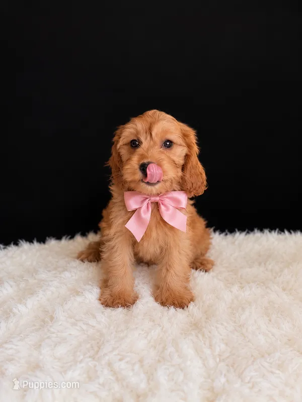 Honey  – Cavapoo puppy for sale in Houston, TX