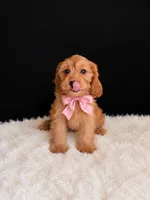 Honey , a female Cavapoo for sale in Houston, TX – 1 of 1