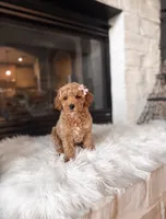 AKC Chloe , a female Poodle - Toy  and Poodle - Miniature  for sale in Houston, TX – 2 of 3