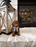 AKC Rusty , a male Poodle - Toy  for sale in Houston, TX – 3 of 3