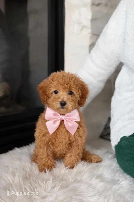 Chloe  – Poodle - Miniature  puppy for sale in Houston, TX