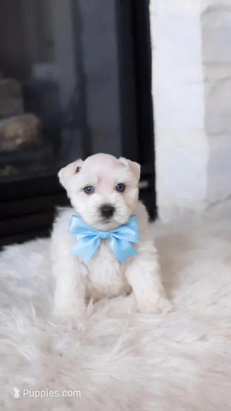 AKC Blue  – Miniature Schnauzer puppy for sale in Houston, TX