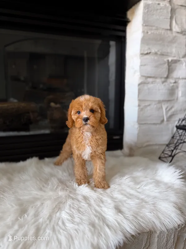 Autumn  – Cavapoo, Poodle - Toy  puppy for sale in Houston, TX