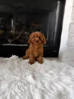 Penny , a female Cavapoo and Poodle - Toy  for sale in Houston, TX – 3 of 4