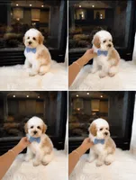 Charlie , a male Poodle - Miniature  for sale in Houston, TX – 2 of 2