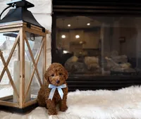 AKC Rusty , a male Poodle - Toy  for sale in Houston, TX – 2 of 3