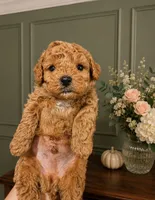 Louie , a male Poodle - Toy  for sale in Houston, TX – 1 of 1