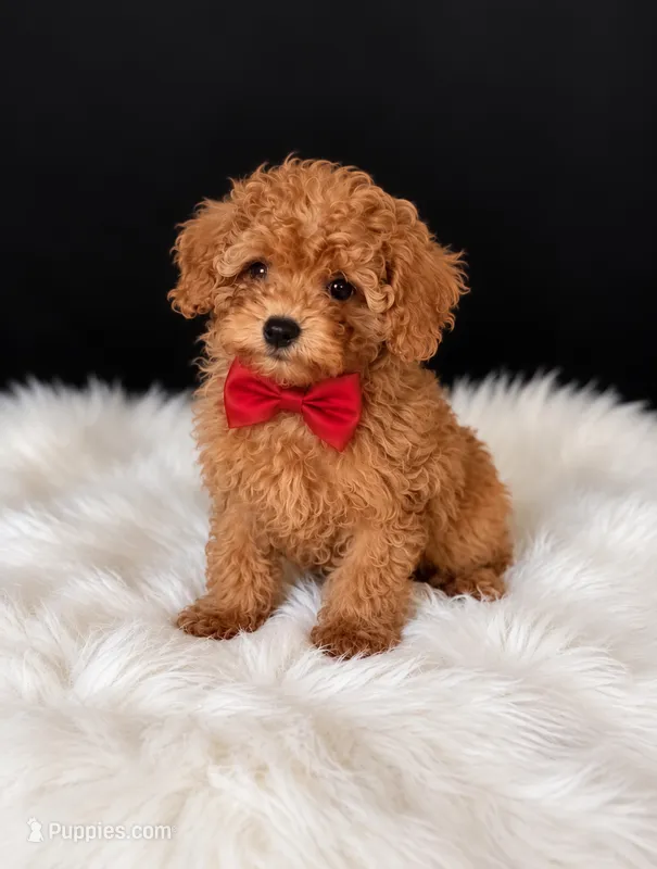 Charlie  – Poodle - Toy  puppy for sale in Houston, TX