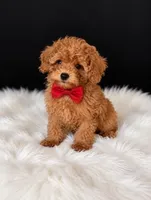 Charlie , a male Poodle - Toy  for sale in Houston, TX – 1 of 2