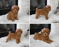 AKC Summer, a female Poodle - Toy  for sale in Houston, TX – 3 of 3