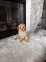 Charlie , a male Poodle - Toy  and Poodle - Miniature  for sale in Houston, TX – 4 of 4