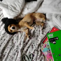 Neño (Kidd), a male Chiweenie for sale in Glendale, AZ – Photo 7 of 9