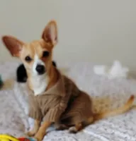 Neño (Kidd), a male Chiweenie for sale in Glendale, AZ – Photo 1 of 9