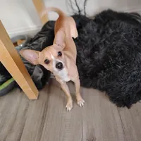 Neño (Kidd), a male Chiweenie for sale in Glendale, AZ – Photo 6 of 9