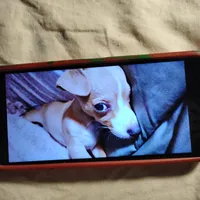 Neño (Kidd), a male Chiweenie for sale in Glendale, AZ – Photo 9 of 9