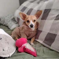 Neño (Kidd), a male Chiweenie for sale in Glendale, AZ – Photo 5 of 9