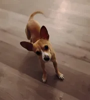 Neño (Kidd), a male Chiweenie for sale in Glendale, AZ – Photo 2 of 9