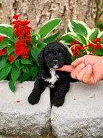 Male 3, a male Miniature Goldendoodle for sale in Sulphur, OK – 2 of 2
