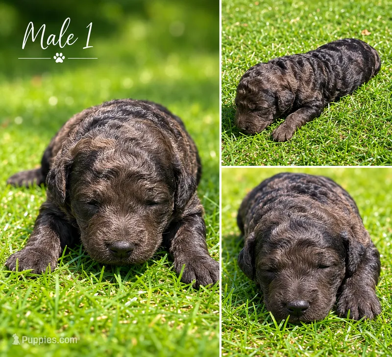 Male 1 – Miniature Goldendoodle puppy for sale in Sulphur, OK