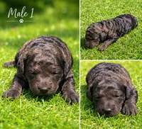 Male 1, a male Miniature Goldendoodle for sale in Sulphur, OK – 1 of 1