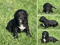 Male 3, a male Miniature Goldendoodle for sale in Sulphur, OK – 1 of 1